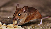 Find Exterminators in San Benito County